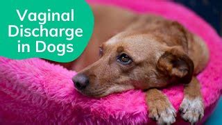 brown discharge female dog|Vaginal Discharge in Dogs: Our Vet Discusses Signs, Causes